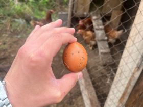 Жителям Томпонского района Якутии доставили кур-несушек