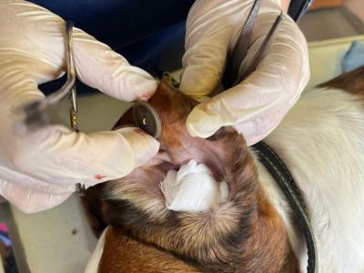 Ветеринары в Ленске использовали пуговицы при операции собаки с ушной гематомой