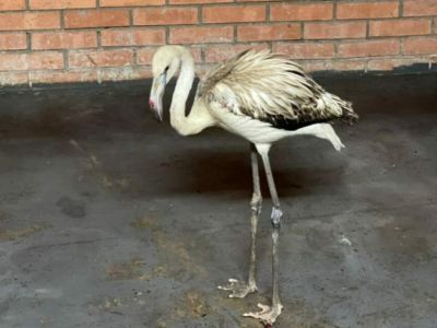 Фламинго Гришу доставили в красноярский зоопарк