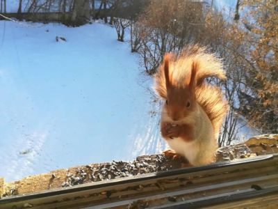 ВИДЕОФАКТ. В Нижнем Куранахе белка стучится в окно, чтобы ее угостили шишкой