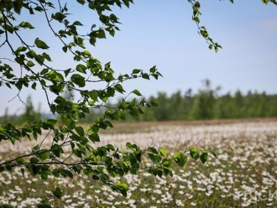 Как защититься от укусов клещей, рассказали в Роспотребнадзоре по Якутии