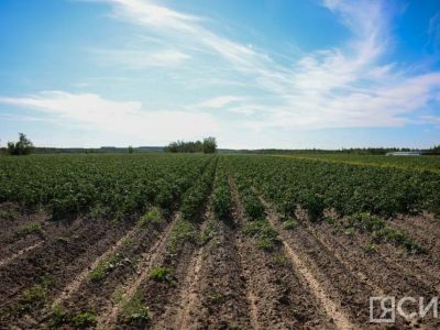 В Якутии планируют собрать более 71 тыс. тонн картофеля