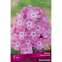 Флокс метельчатый Анастасия