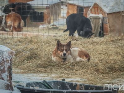 Поправки в закон в сфере безнадзорных животных могут принять в третьем чтении 16 февраля
