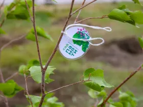 Саженцы ели и берёзы посадили в Парке Победы Якутска