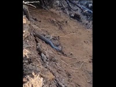 В Мирнинском районе строители наткнулись на гадюк