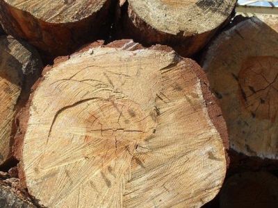 За незаконную вырубку лиственницы завели уголовное дело на жителя Верхневилюйского района