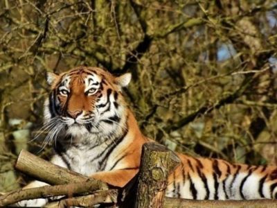 Госдума приняла закон, ужесточающий наказание за охоту на краснокнижных животных