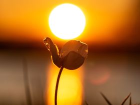 Сплав по реке Лена с посещением Ленских Столбов, тукуланов-песков Самыс Кумага и Кысыл Элэсин