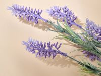 Ветвь Лаванда/Lavander