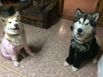 Владимир Бурматов рассказал, почему пока стоит обойтись добровольным учетом собак и кошек