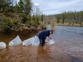 Экологи АЛРОСА открыли сезон зарыбления рек и выпустили в реку Вилюй молодь чира