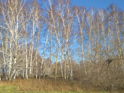 Место захоронения жертв массовых репрессий