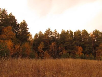 Священная роща