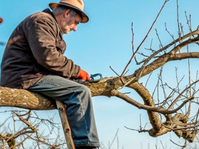 Как правильно обрезать груши и яблони: инструкция для деревьев разного возраста
