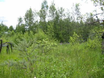 Партизанская землянка, где в 1941-1942 гг. находился объединенный штаб партизанских отрядов Тосненского района