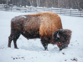 Лесных бизонов завезут в Олекминский район