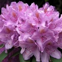 Саженцы Рододендрона катевбинского Грандифлорум