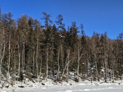 Орнитолог рассказал об исследовании загадочной птицы Якутии