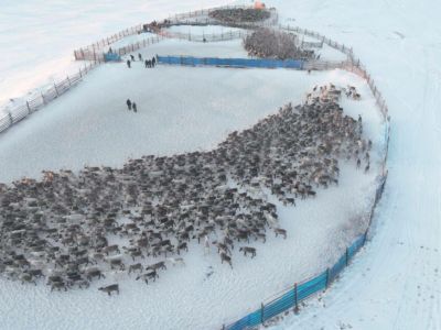 В Якутии идет осенняя корализация домашних северных оленей