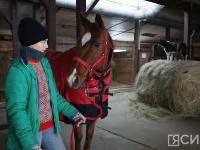 Лошади клуба «Золотая подкова» в Мархе могут не пережить эту зиму