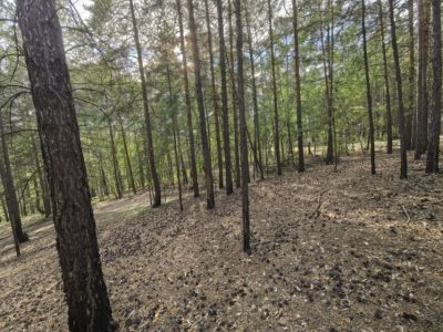 Мужчина исчез в лесу в Вилюйском районе