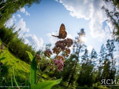 2 июля — Зосима Пчельник: приметы, что можно и нельзя делать