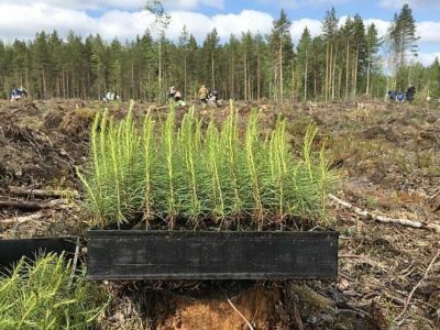 В Якутии создадут лесопитомник на 10 млн сеянцев для восстановления лесов