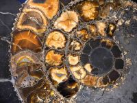 Палеонтологический музей им. Ю.А. Орлова РАН