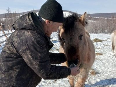 Пенсионер из Оймяконского района благодаря соцконтракту стал коневодом