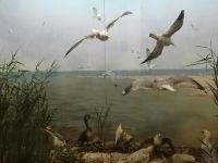 Музей природы Восточного Приазовья