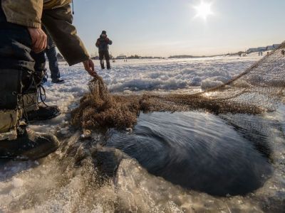 Новое про рыбоводство