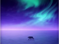 Комплект наклеек Krutoff «Новый год — природа» (4 шт.)