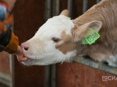 Финансирование сельского хозяйства в Якутии останется на прежнем уровне
