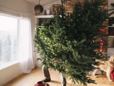 Как убрать елку после праздников быстро и с пользой