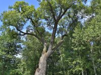 Парк культуры и отдыха «Дубки»