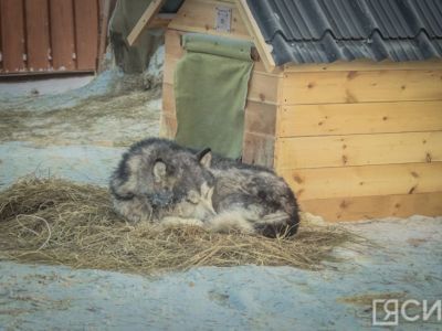 Глава Якутска поручил усилить меры по отлову безнадзорных собак