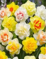 Набор "Нарцисс желтый Весеннее солнышко"  27 шт