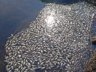 В Минэкологии Якутии назвали вероятную причину массовой гибели рыб в Нюрбинском районе