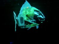 Павильон № 2. «Робостанция»