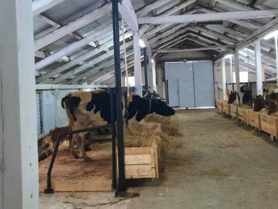 Племенной скот айрширской породы прибыл в Горный район Якутии