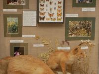 Пензенский государственный краеведческий музей