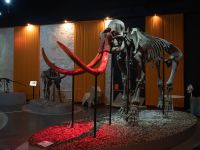 Музей пермских древностей