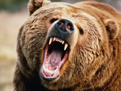 С медведем лучше не встречаться