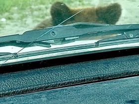 Фото: медведица с медвежатами выпрашивают у проезжающих еду на Колымской трассе