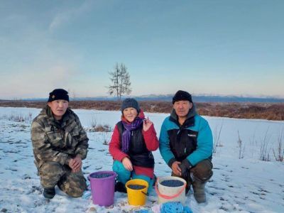 Фотофакт: подснежную голубику собирают в Момском районе Якутии