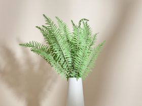 Ветвь Succulento