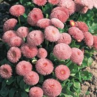 Маргаритка Тассо Пинк (1уп-250драже) профессиональные семена