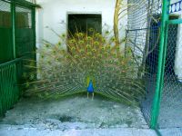 Зооуголок Детского парка