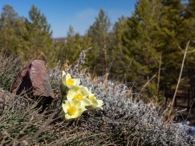 К древним вулканам Туймаады. Молотовская Падь, наскальные рисунки Туймаады